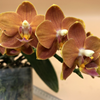 phalaenopsis tzu chiang orange 